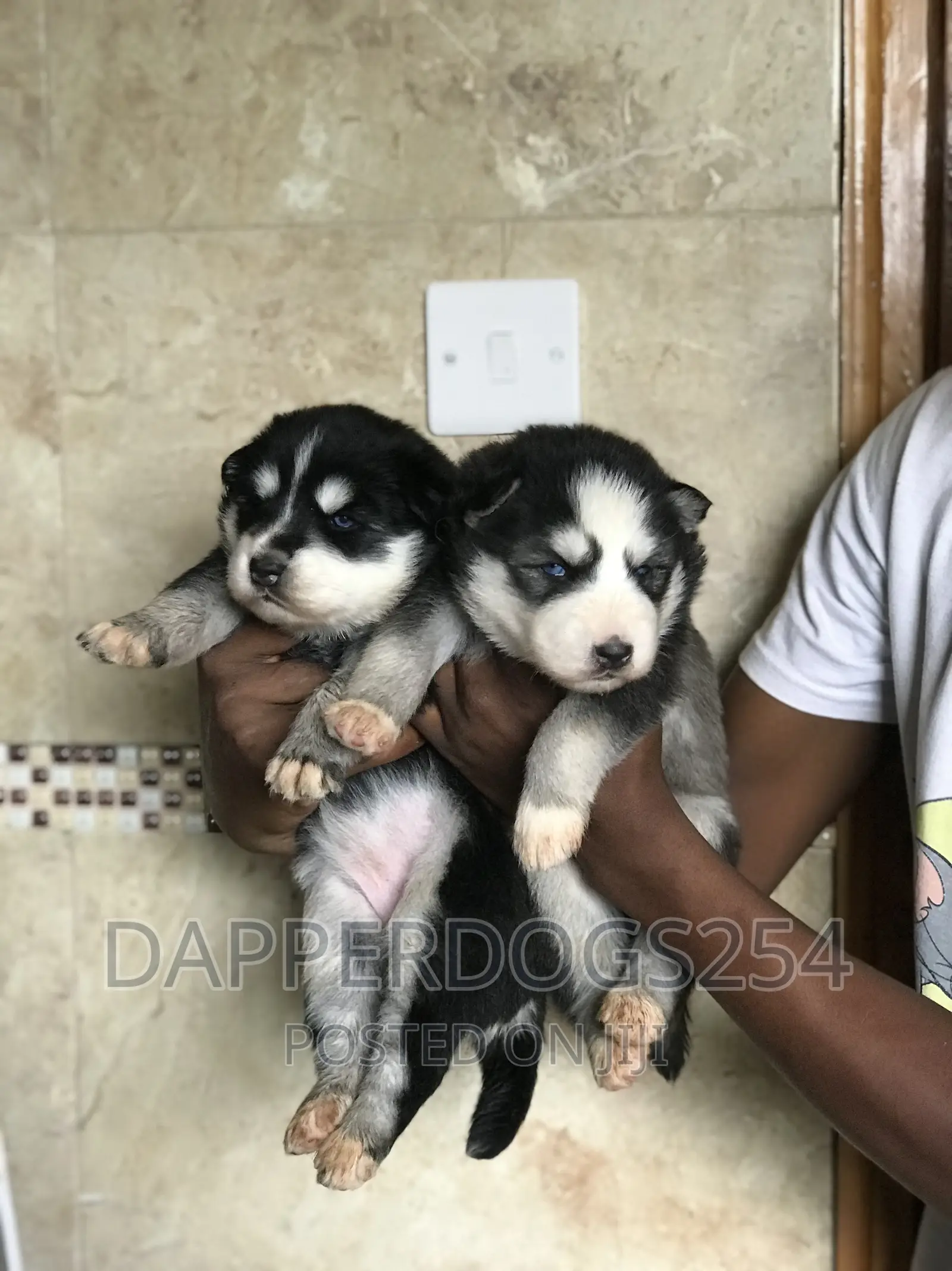 1-3 months Male Purebred Siberian Husky