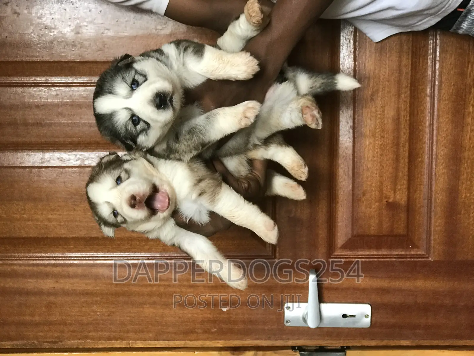 1-3 months Male Purebred Siberian Husky