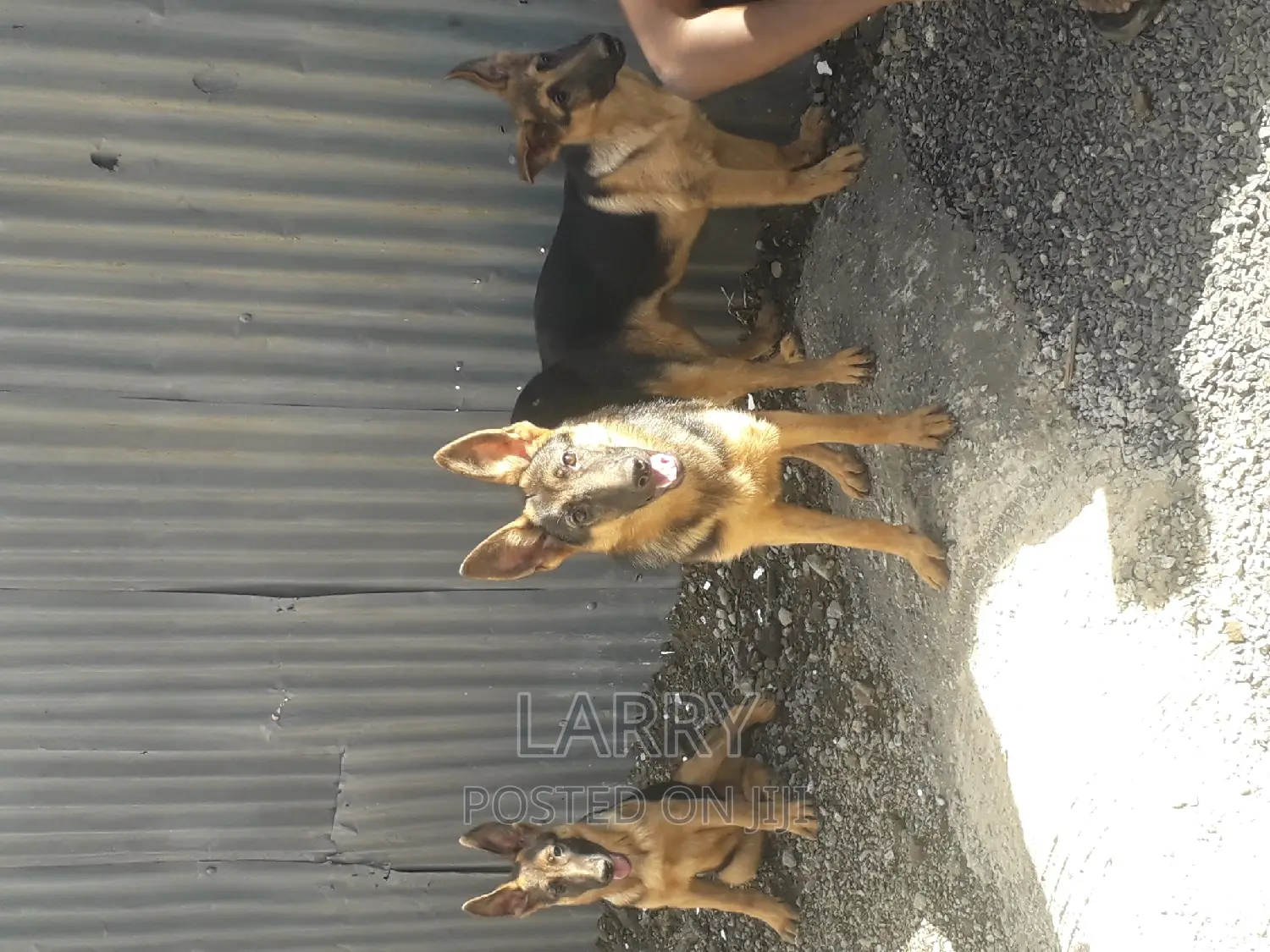 3-6 months Male Purebred German Shepherd