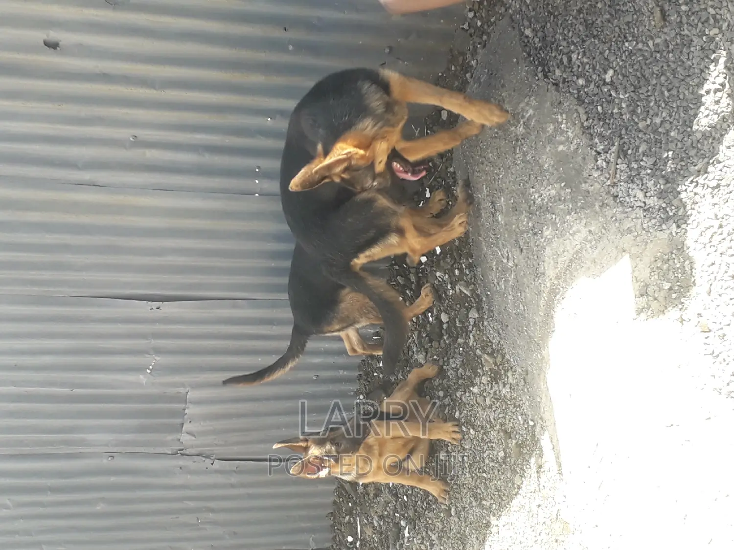 3-6 months Male Purebred German Shepherd