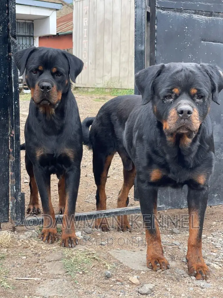 1-3 months Male Purebred Rottweiler
