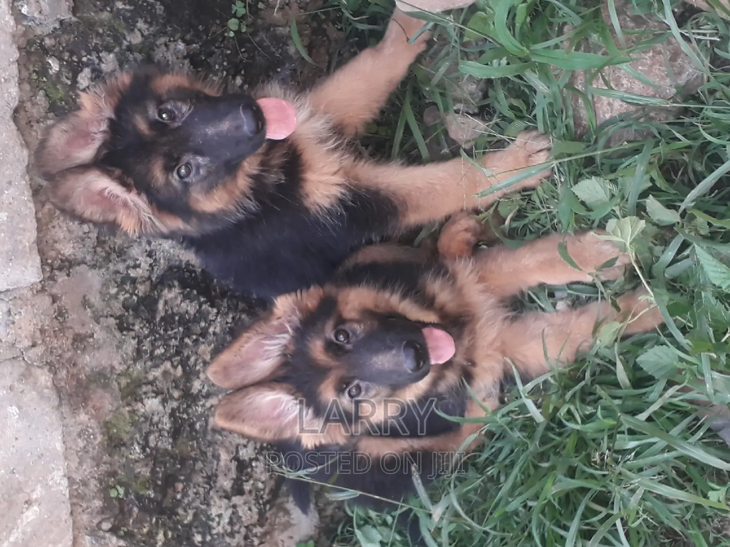1-3 months Female Purebred German Shepherd