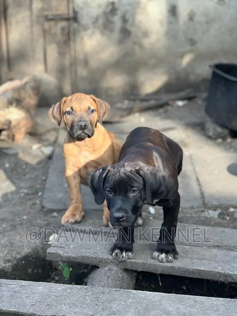 1-3 months Female Purebred Boerboel