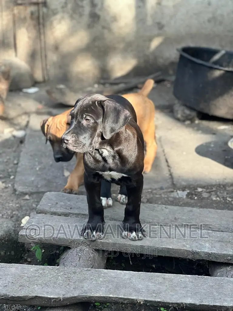 1-3 months Male Purebred Boerboel