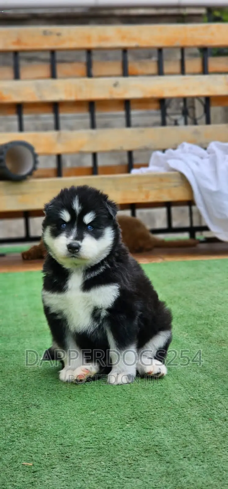 1-3 months Male Purebred Siberian Husky