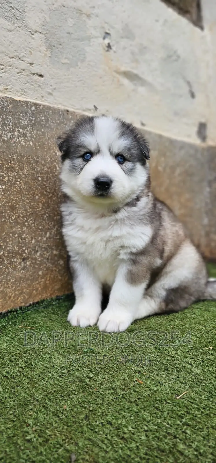 1-3 months Male Purebred Siberian Husky