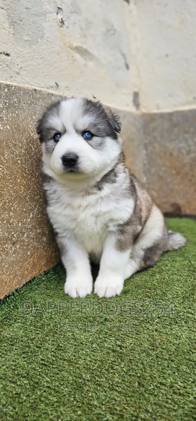 1-3 months Male Purebred Siberian Husky