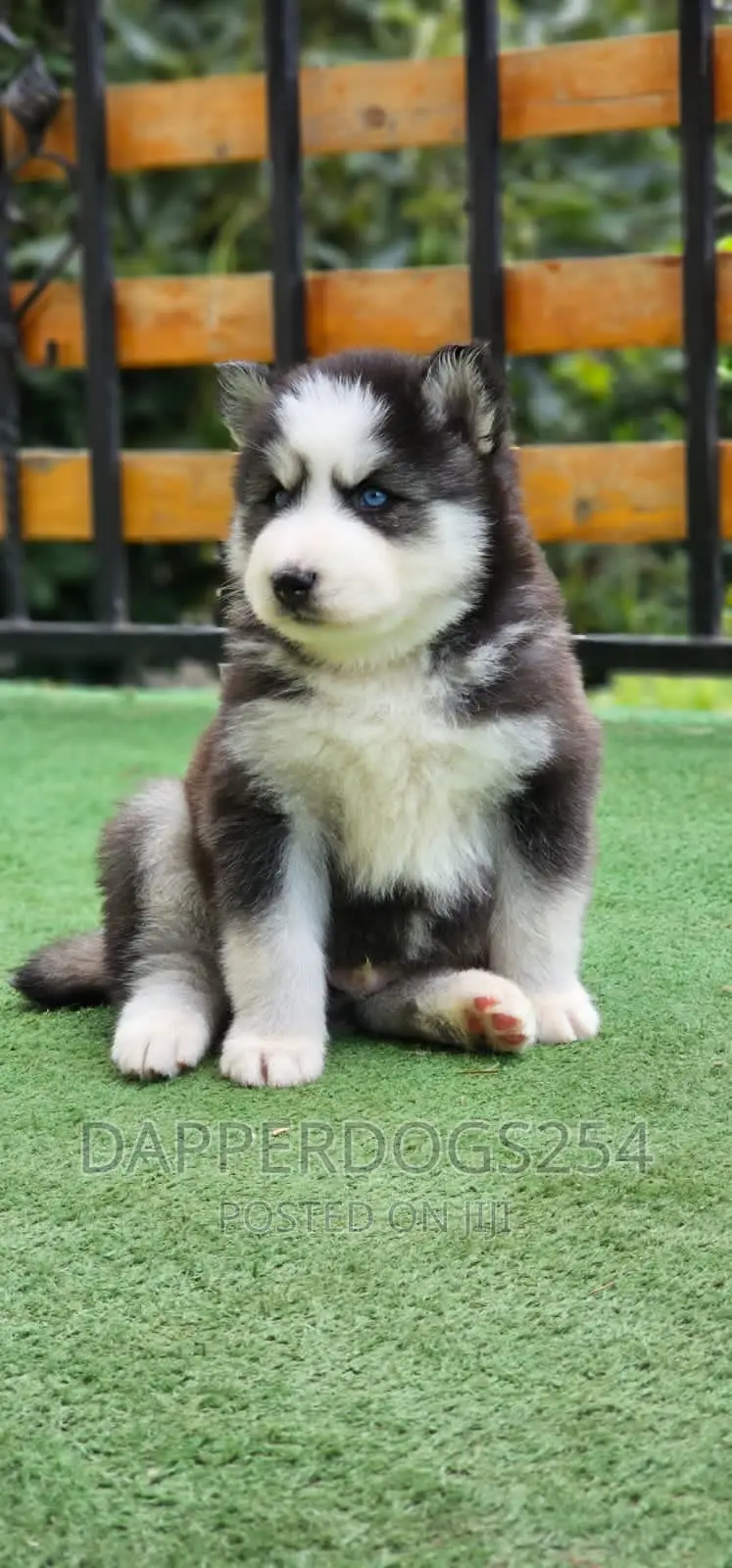 1-3 months Male Purebred Siberian Husky