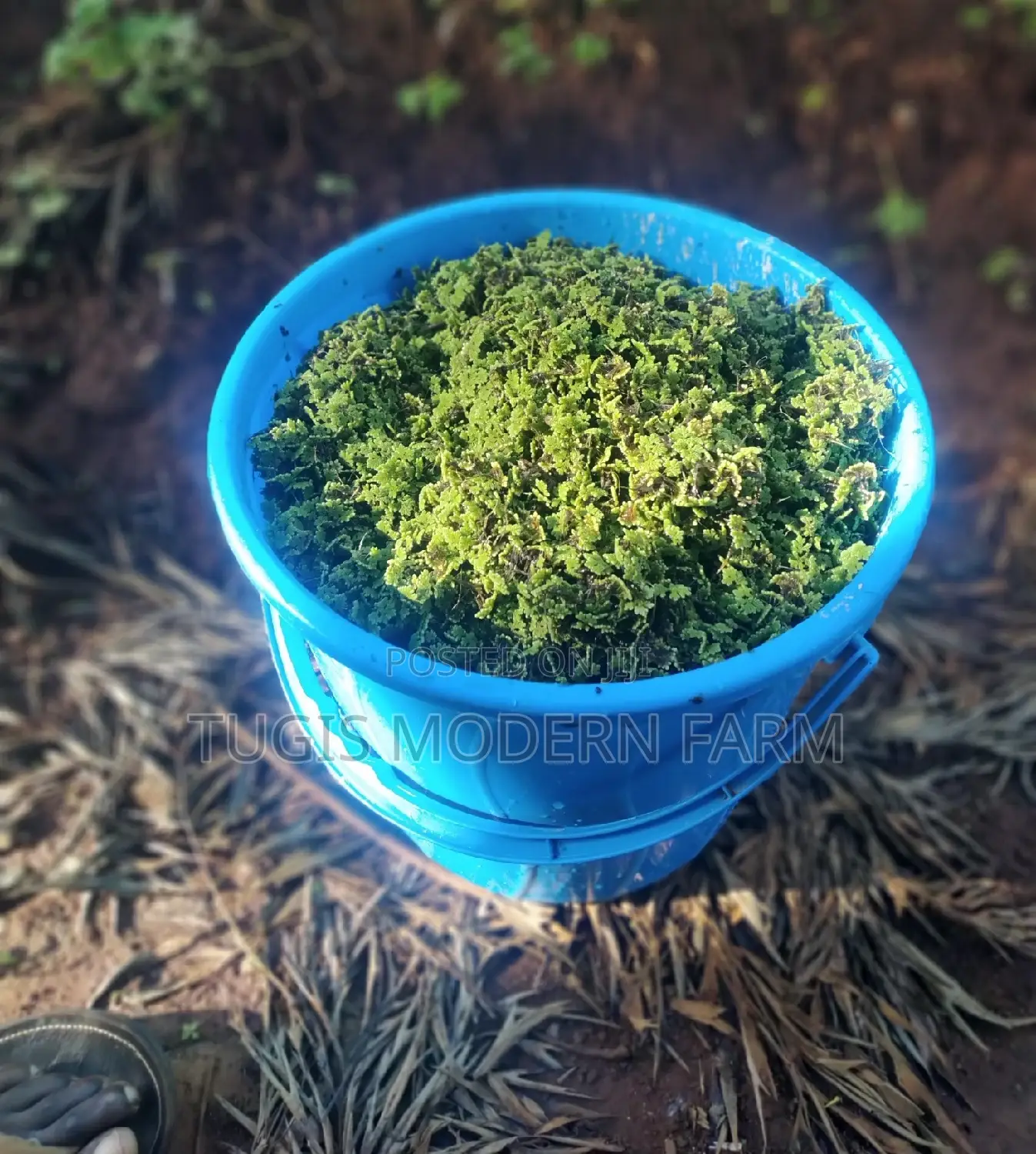 Azzola Starter Pack Seedlings With Free PDF Guide