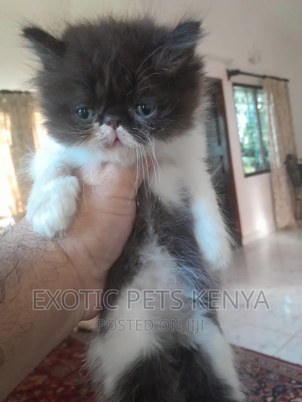 1-3 months Female Purebred Persian