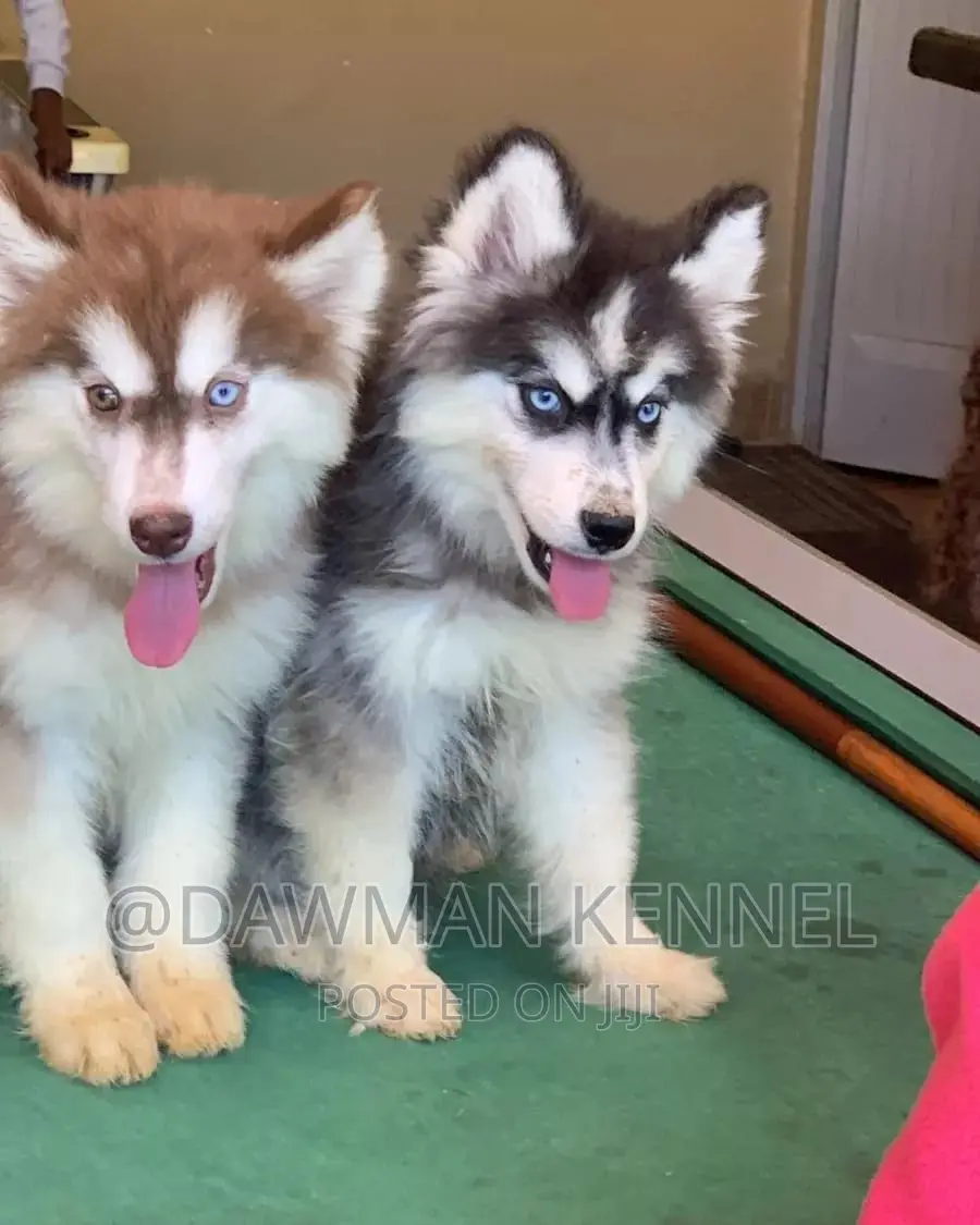 1-3 months Male Purebred Siberian Husky