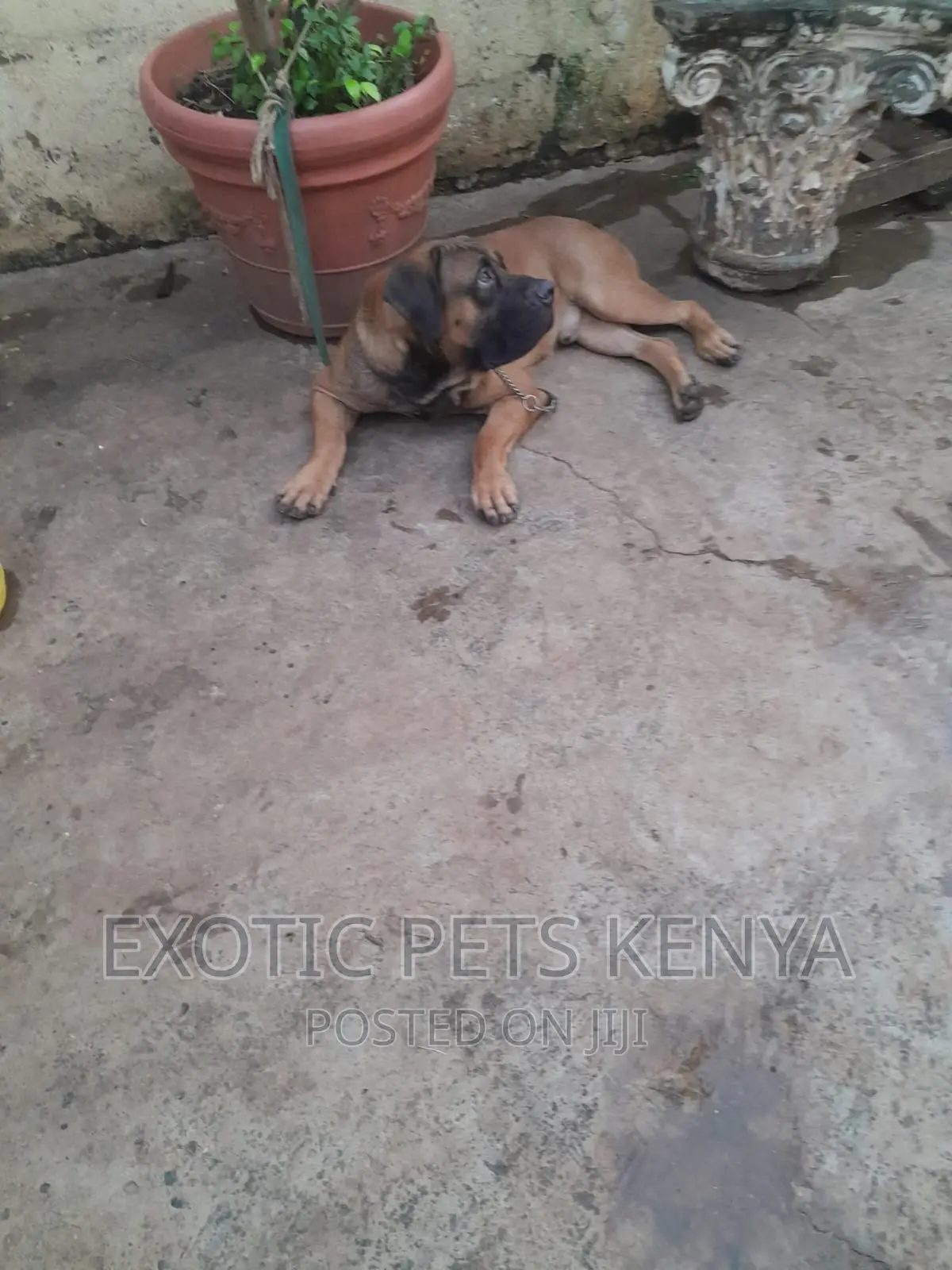 6-12 months Male Purebred Boerboel