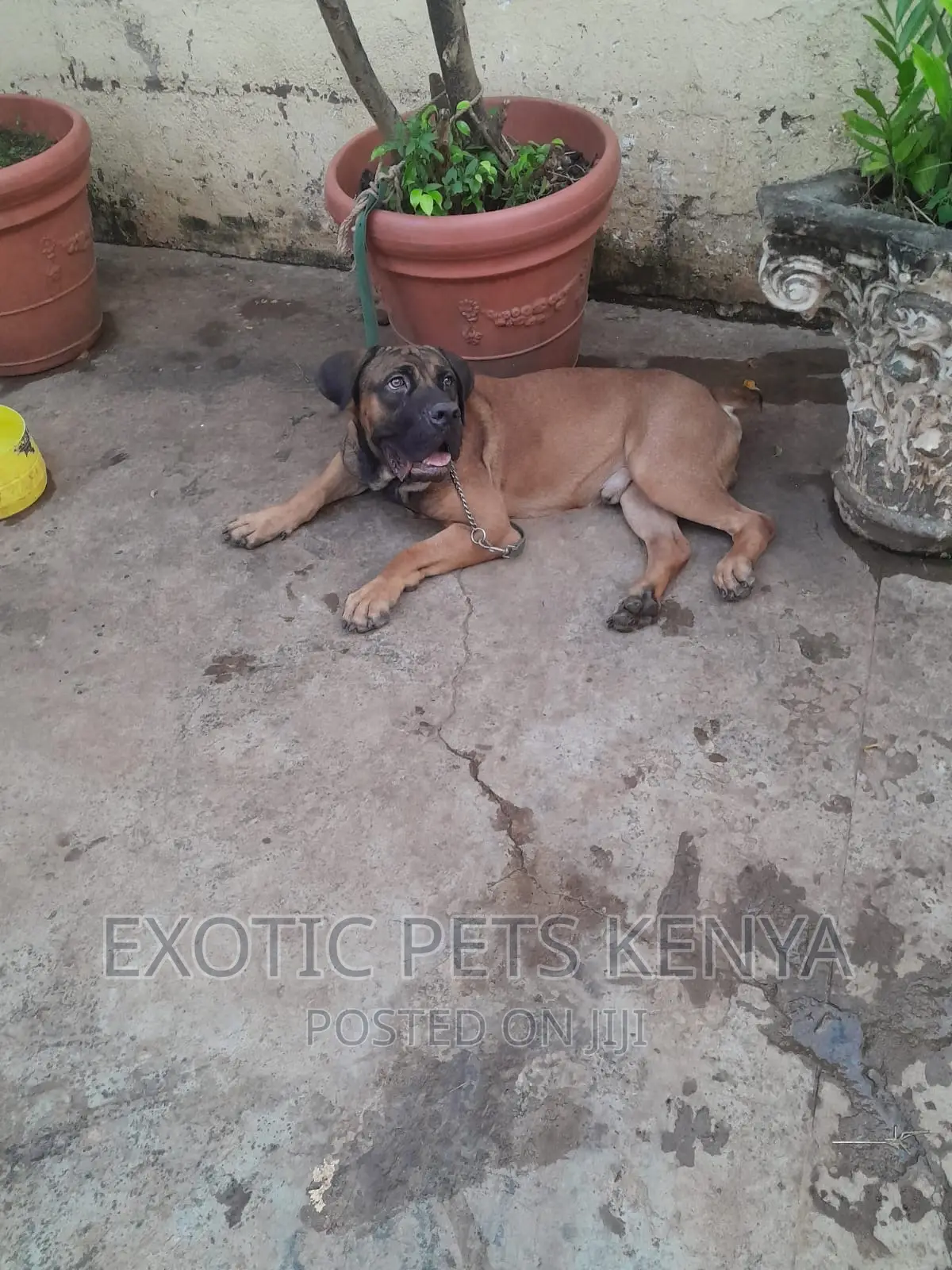 6-12 months Male Purebred Boerboel