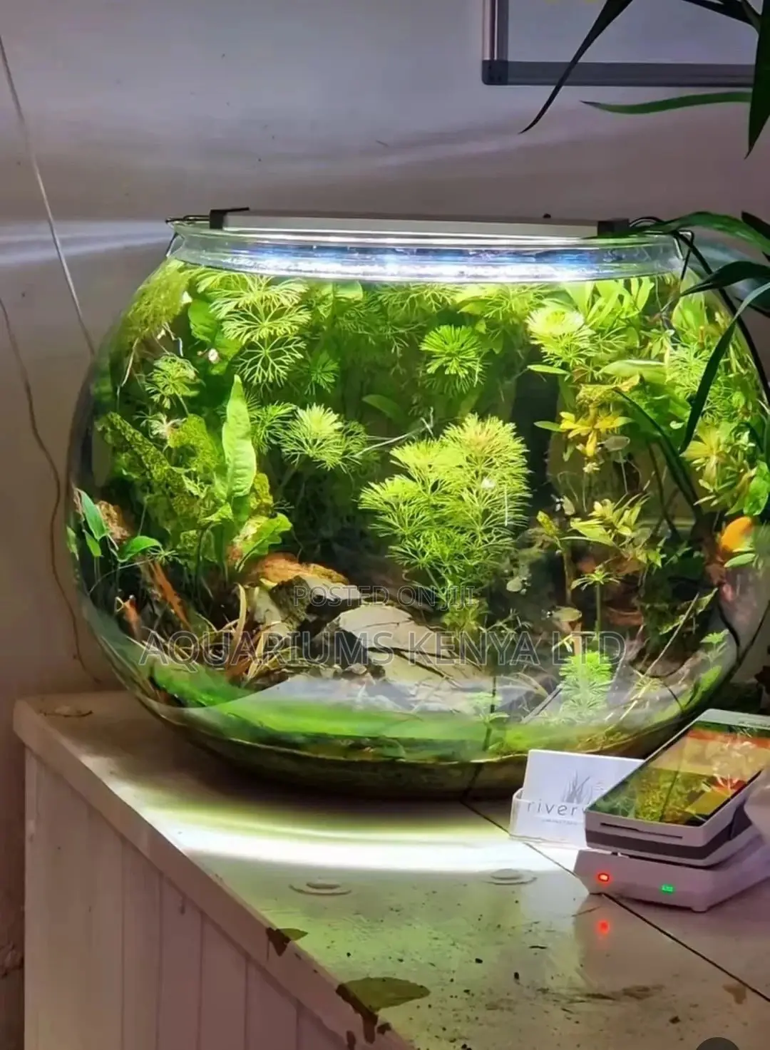 4 Gallon Planted Fish Bowl