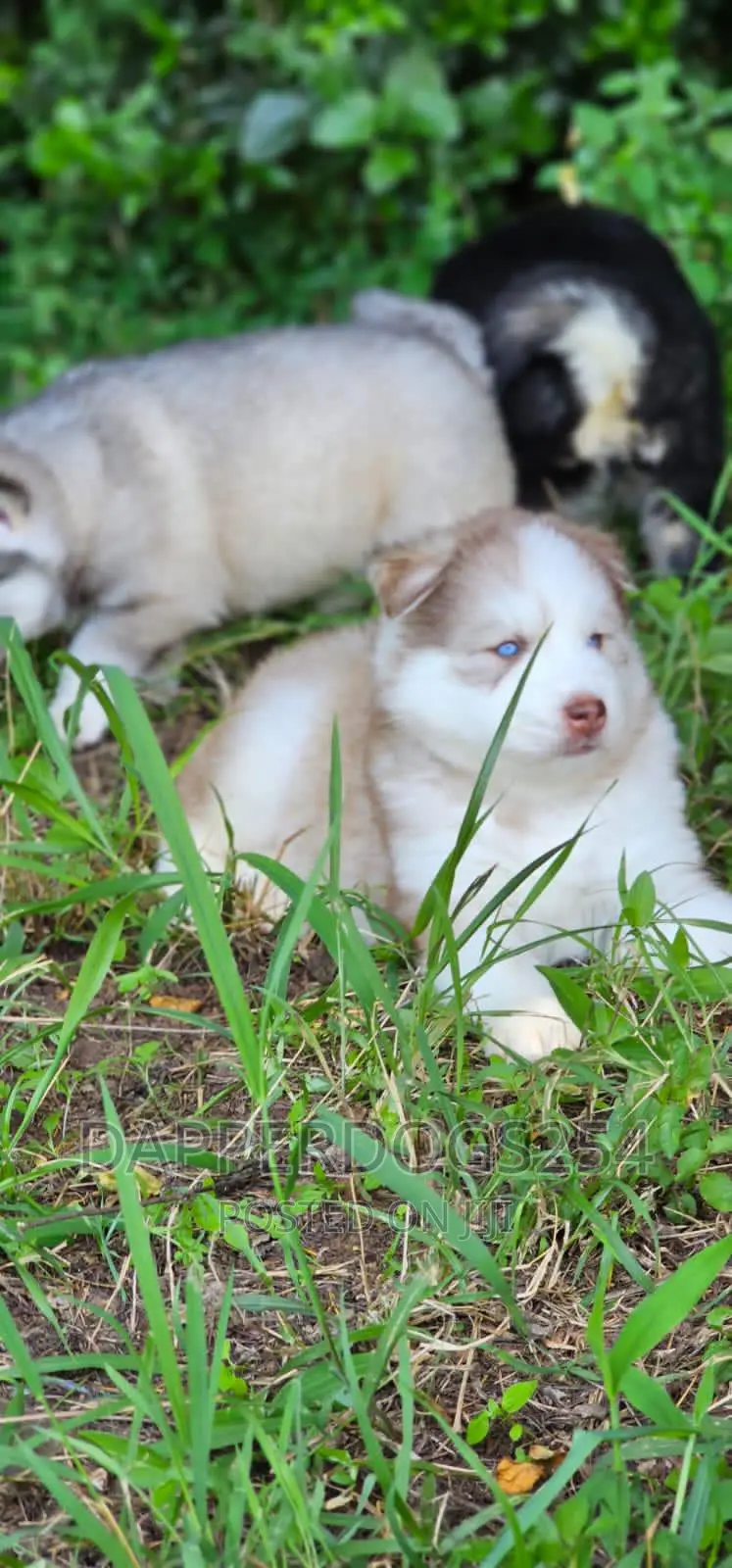 1-3 months Male Purebred Siberian Husky