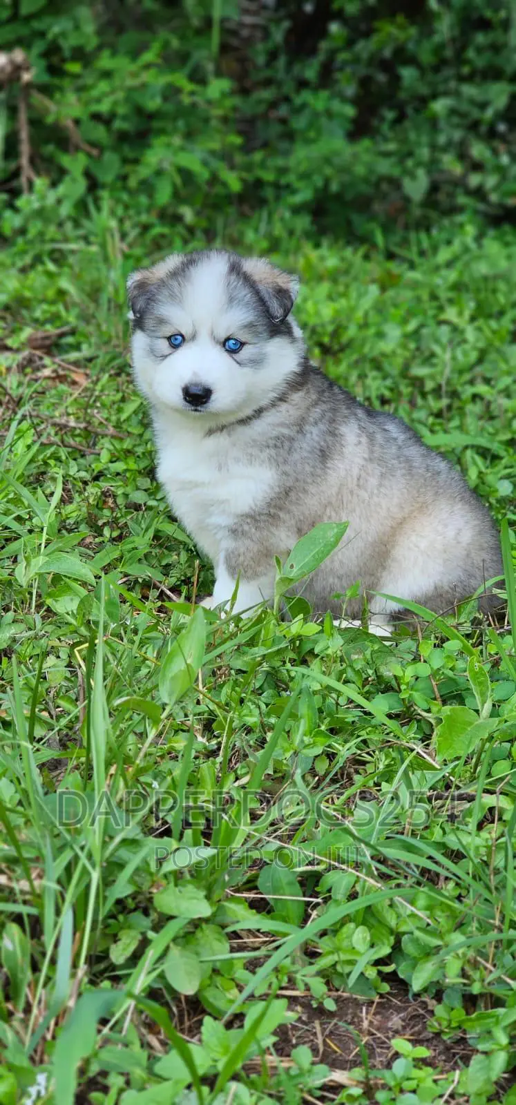 1-3 months Male Purebred Siberian Husky