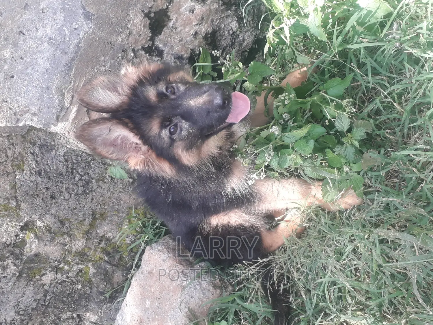 1-3 months Male Purebred German Shepherd