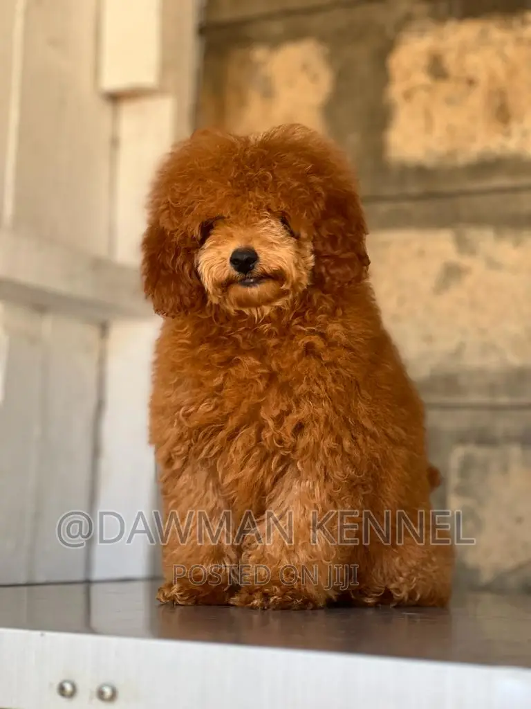 1-3 months Male Purebred Poodle