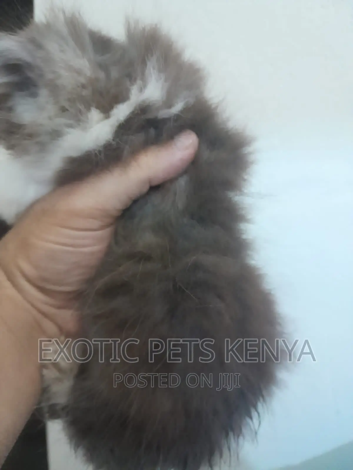 1-3 months Male Purebred Persian