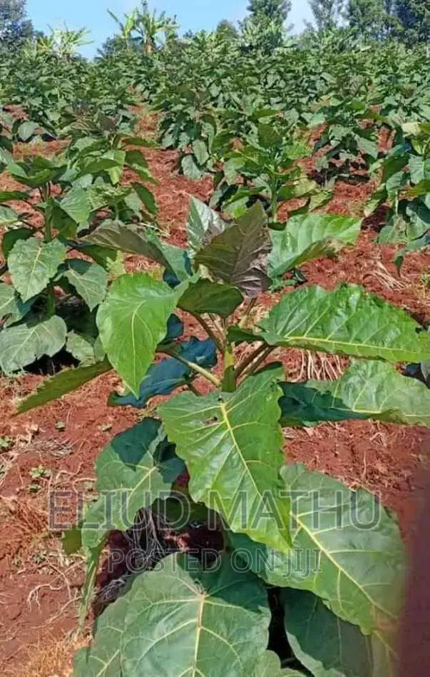 Tamarillo Tree (Tree Tomato Fruit Tree)