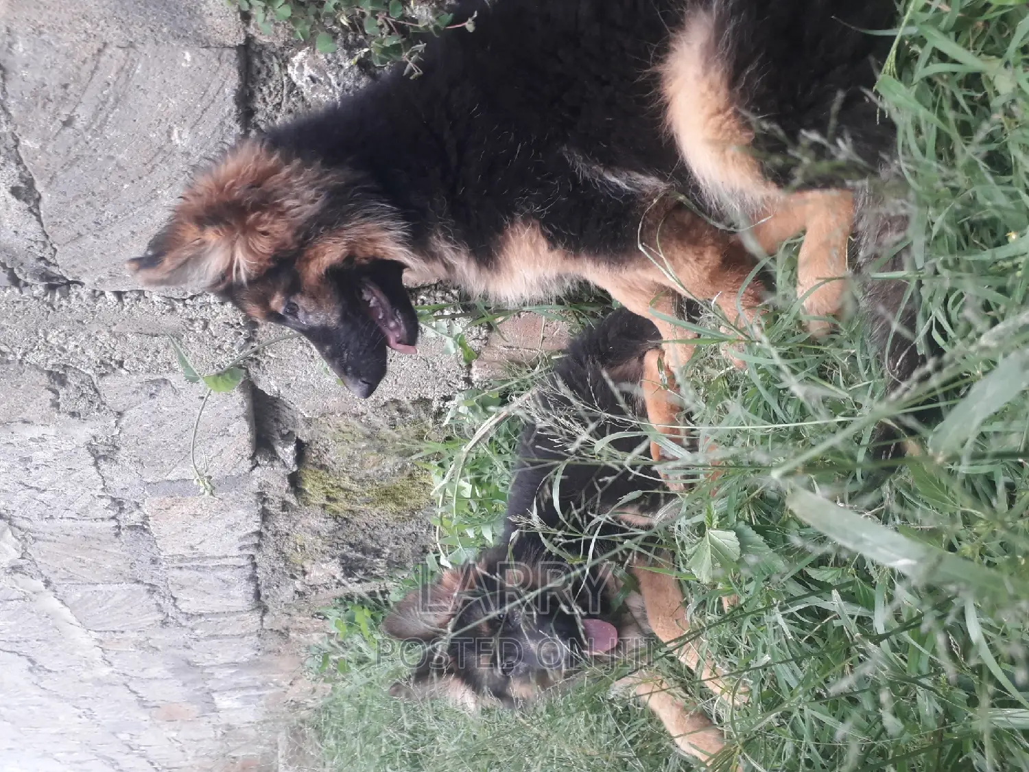 1-3 months Female Purebred German Shepherd