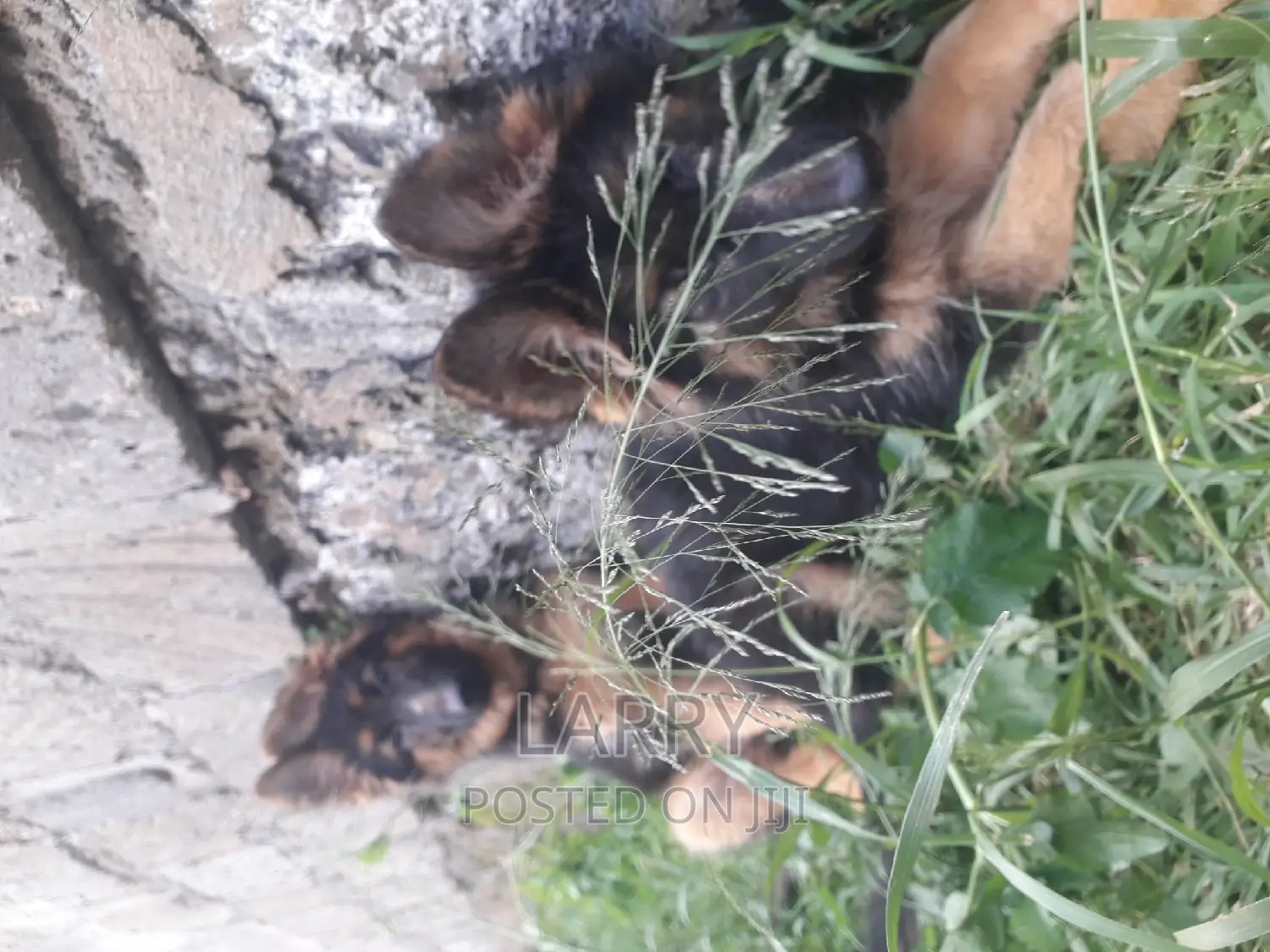1-3 months Male Purebred German Shepherd