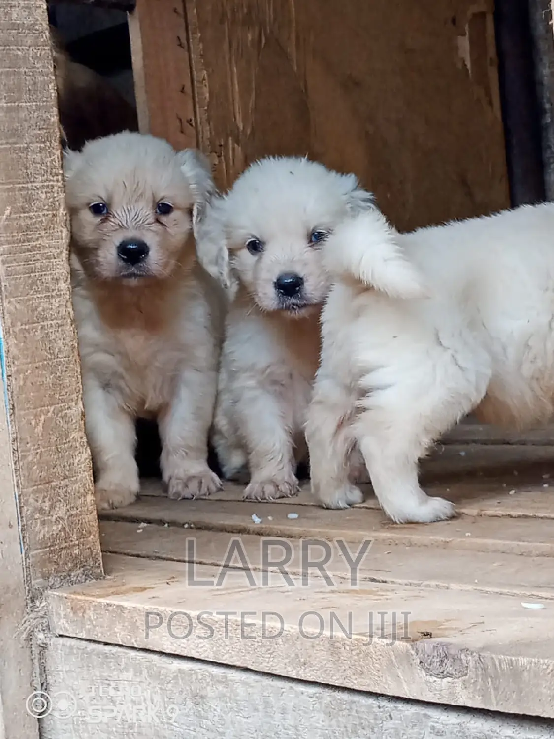 1-3 months Male Purebred Golden Retriever