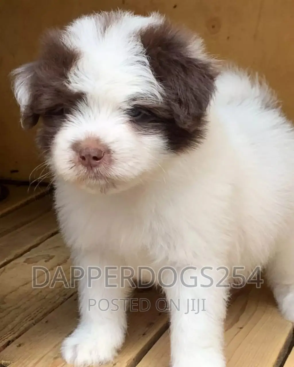 1-3 months Female Purebred Havanese