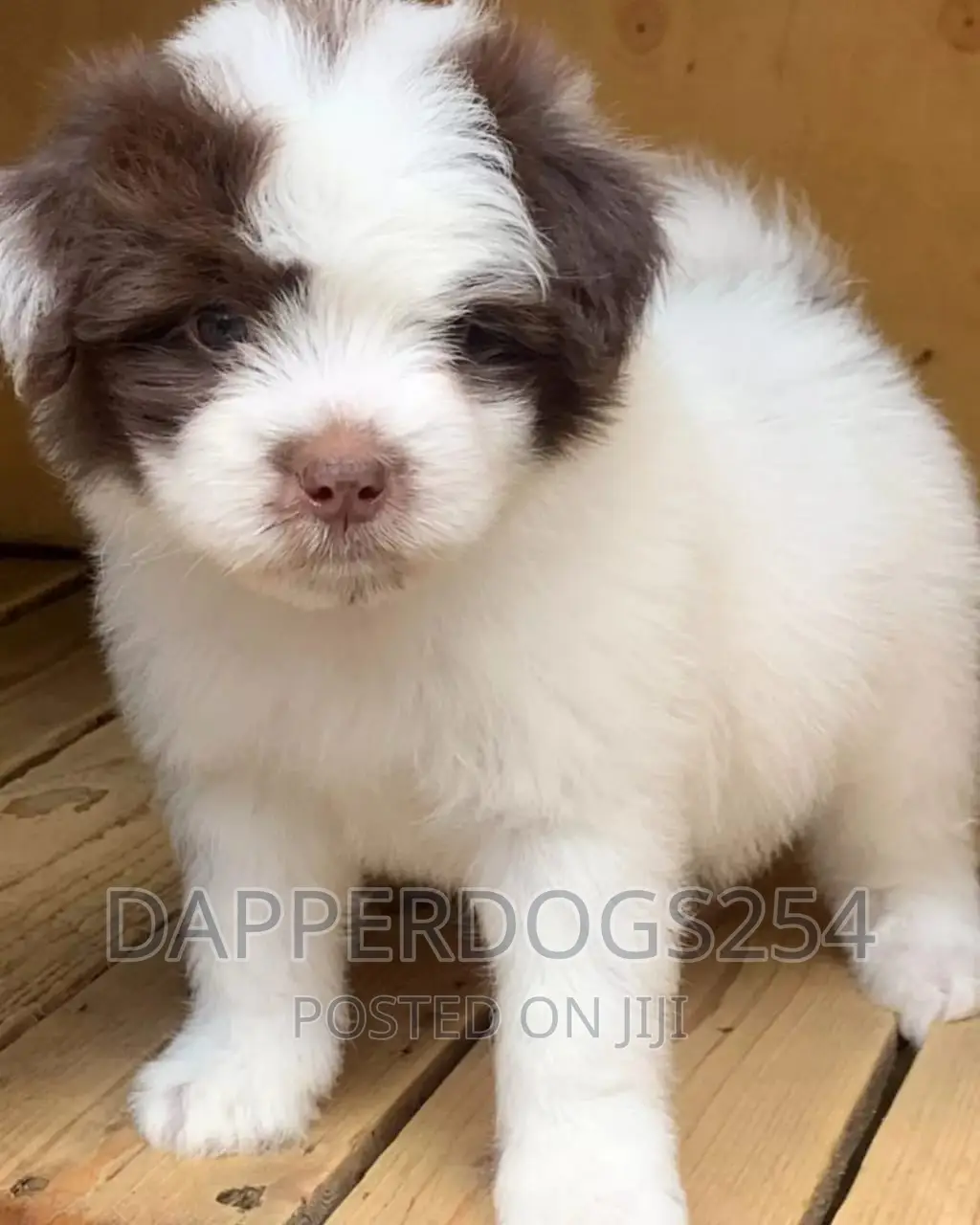1-3 months Female Purebred Havanese