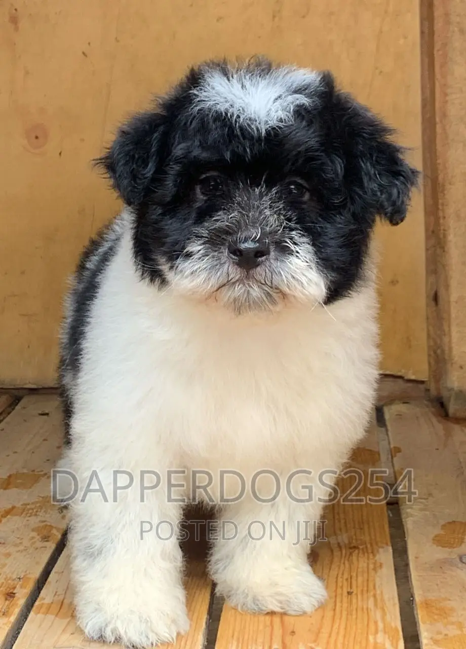 1-3 months Male Purebred Havanese