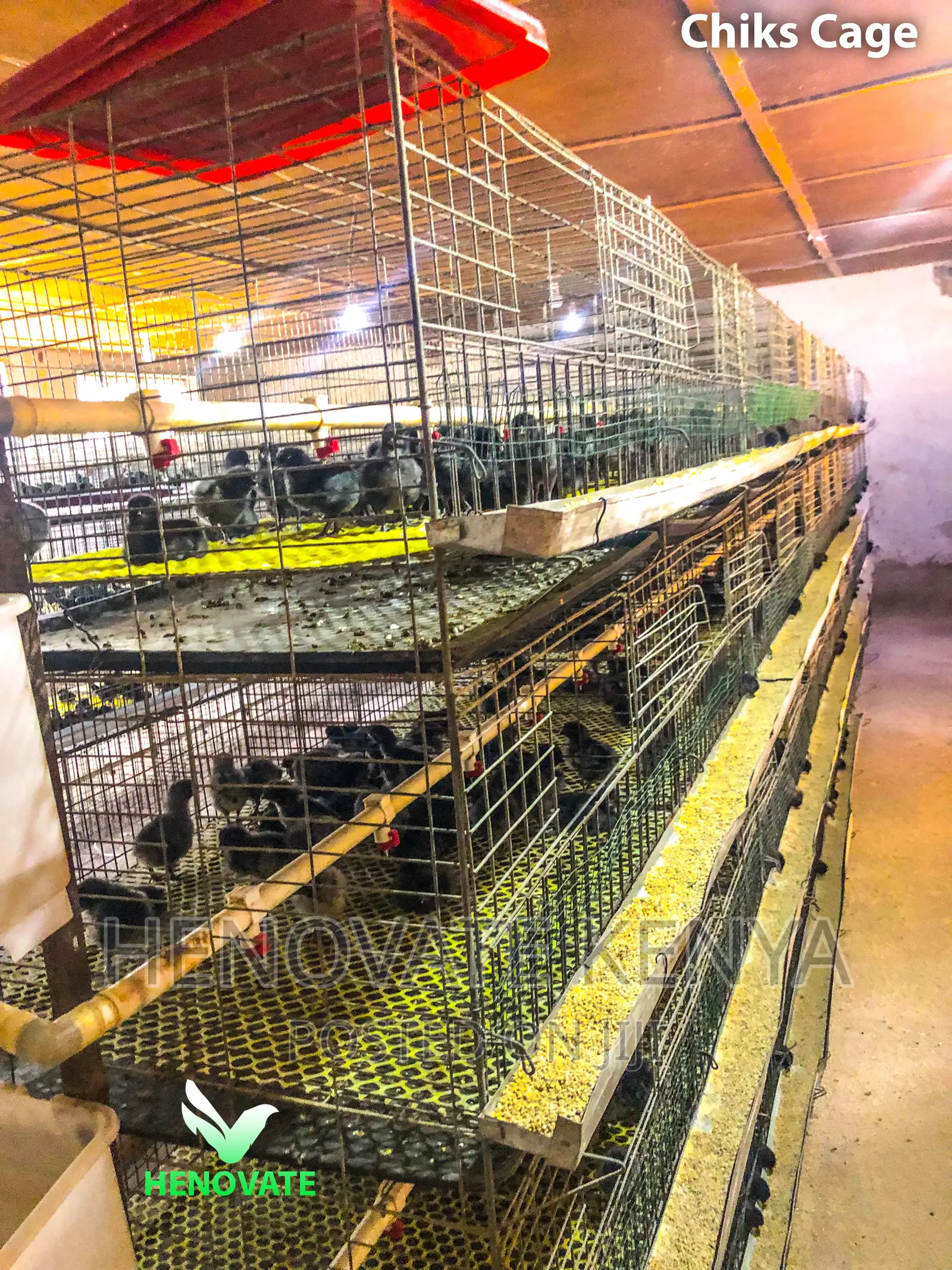 Chicken Cage