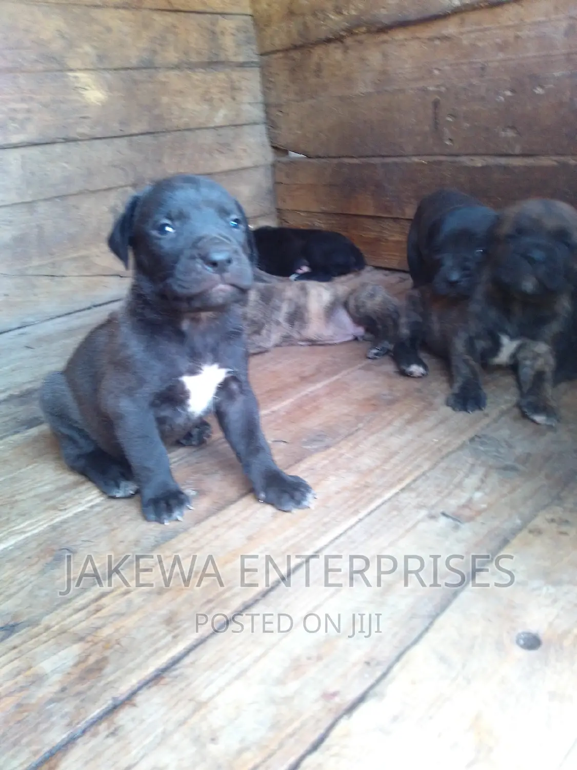 1-3 months Female Purebred Boerboel