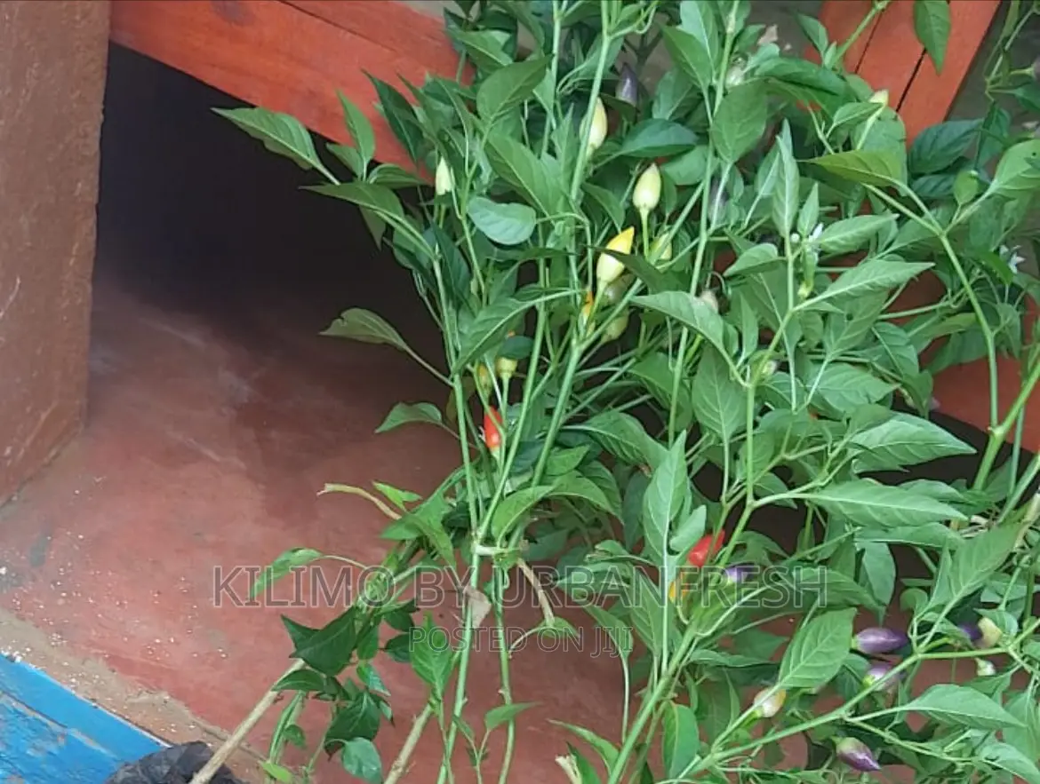 Bolivian Rainbow Peppers Seedlings. Moq 5.
