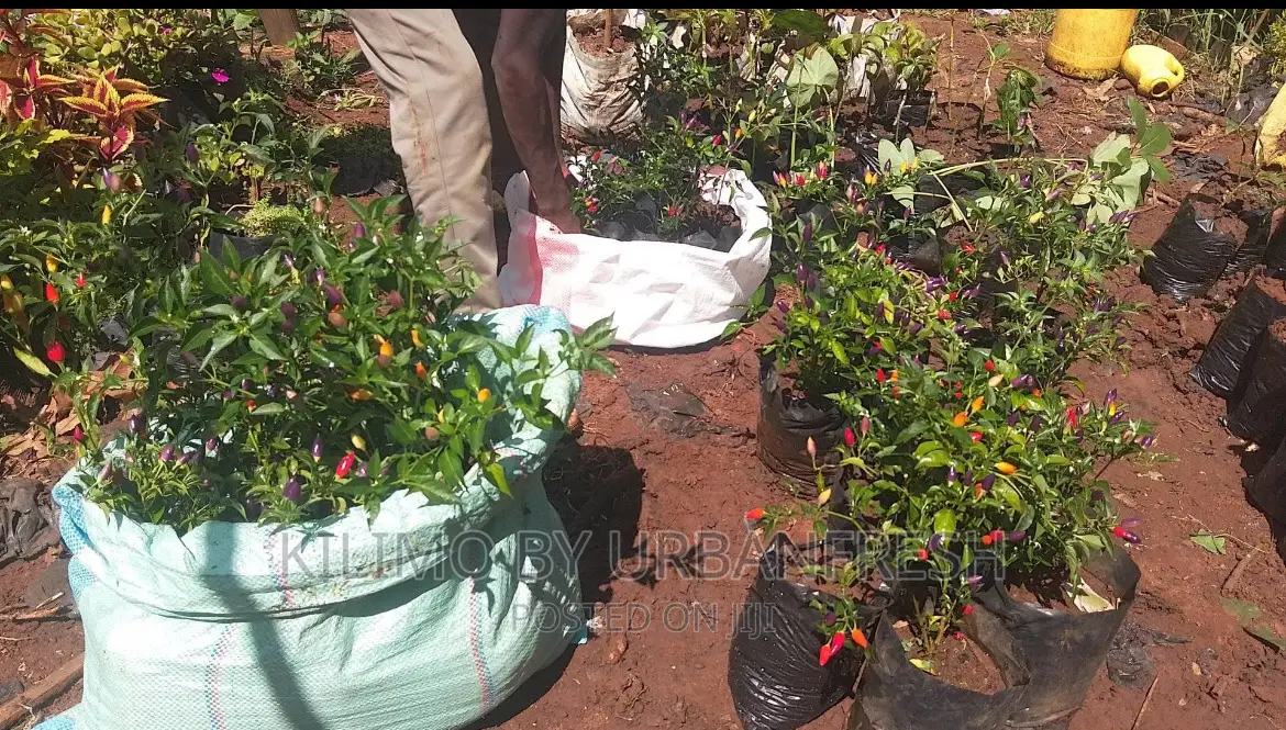 Bolivian Rainbow Peppers Seedlings. Moq 5.