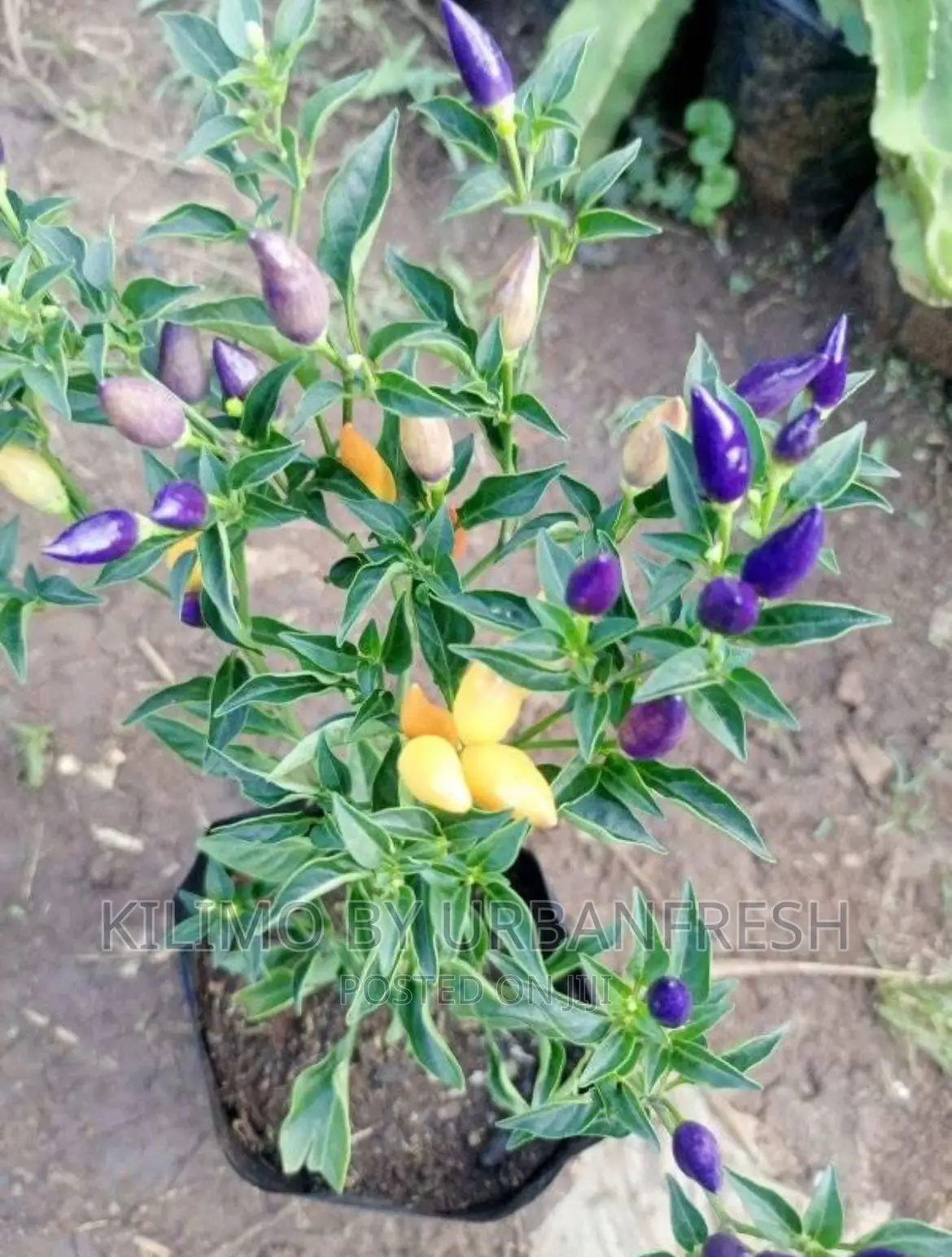 Bolivian Rainbow Peppers Seedlings. Moq 5.