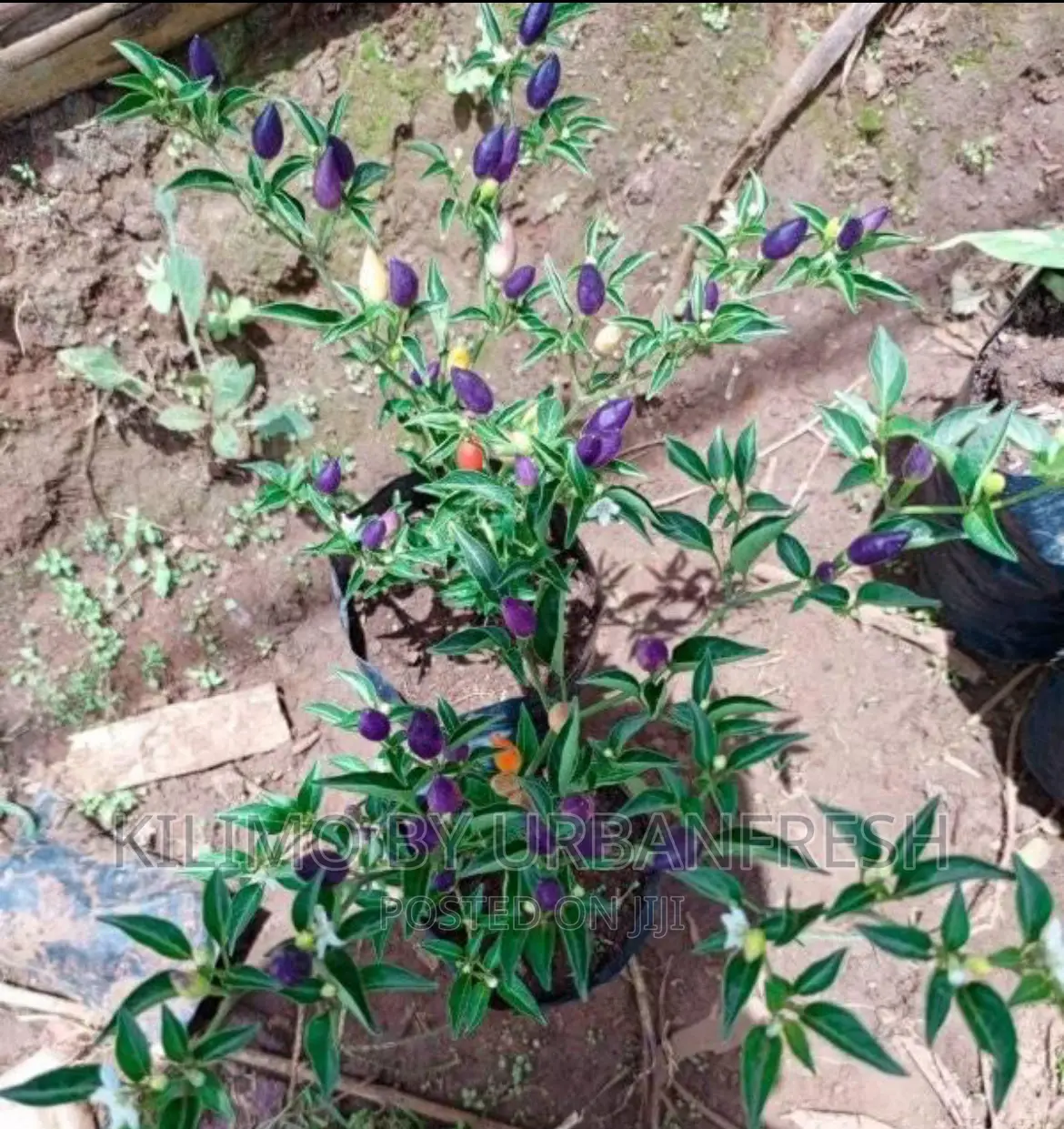 Bolivian Rainbow Peppers Seedlings. Moq 5.