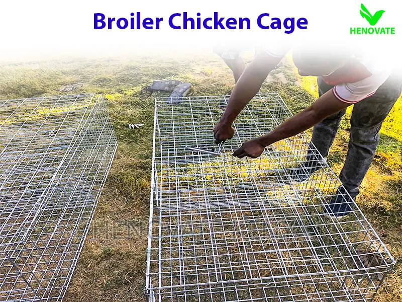 Broiler Cage System