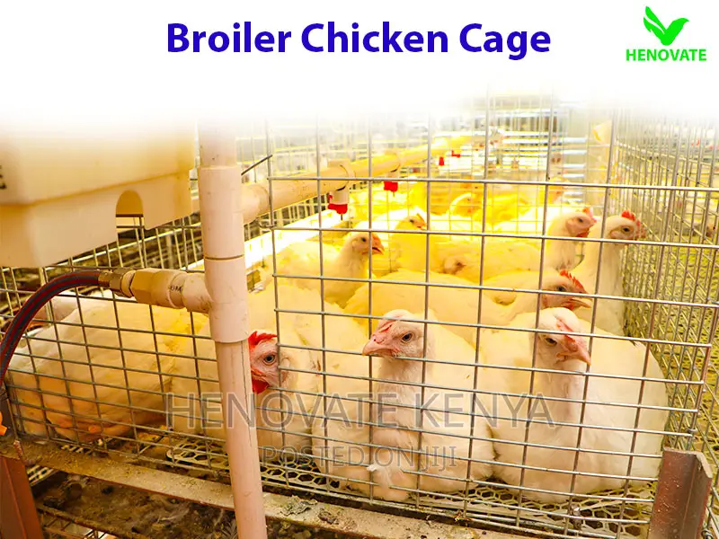 Broiler Cage System