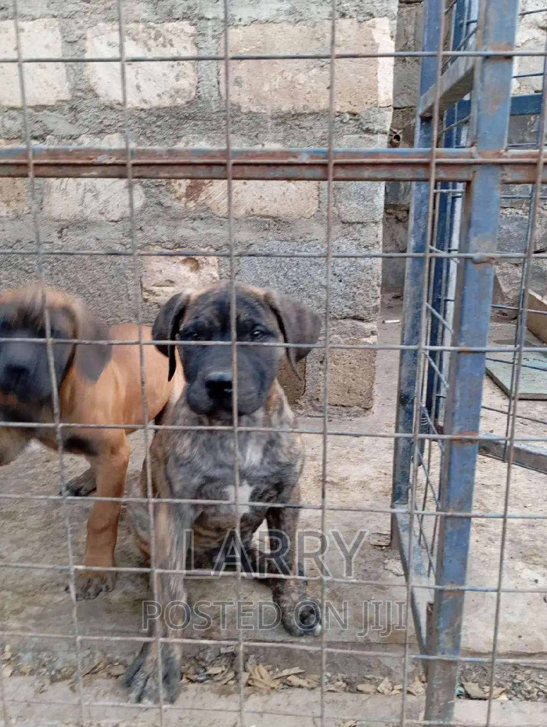 1-3 months Male Purebred Boerboel