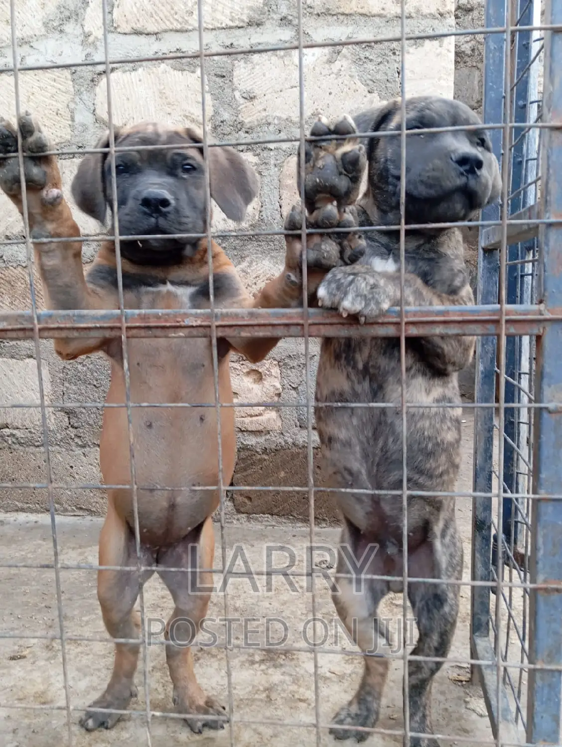 1-3 months Male Purebred Boerboel