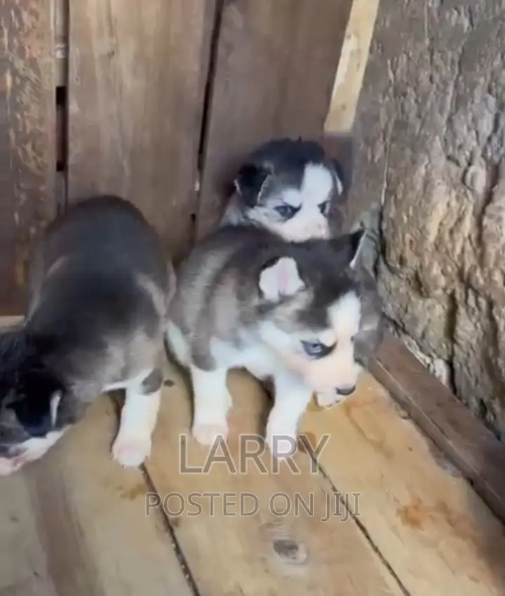 1-3 months Male Purebred Siberian Husky