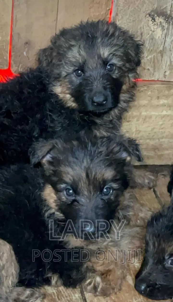 1-3 months Female Purebred German Shepherd