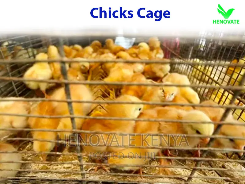 Layer Baby Chick Cages Available in Kiambu Ruiru Saves Space