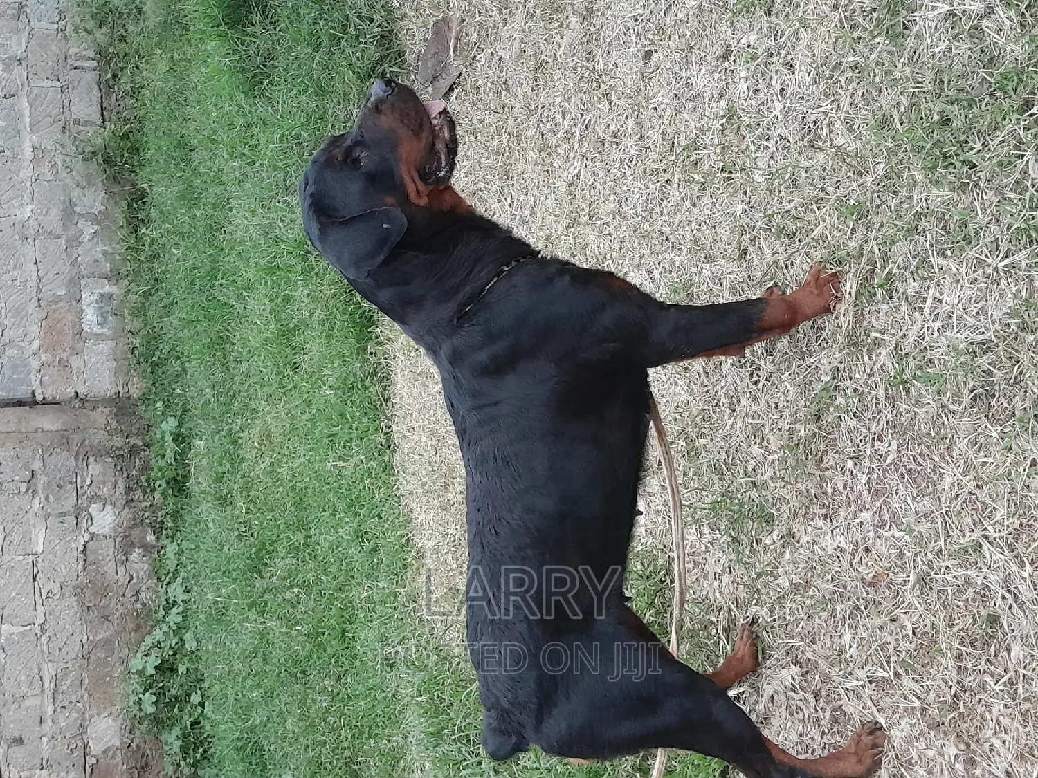1+ year Female Purebred Rottweiler