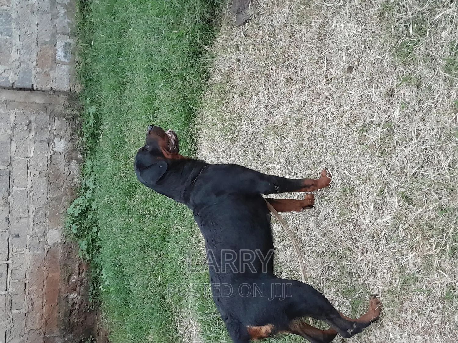 1+ year Female Purebred Rottweiler