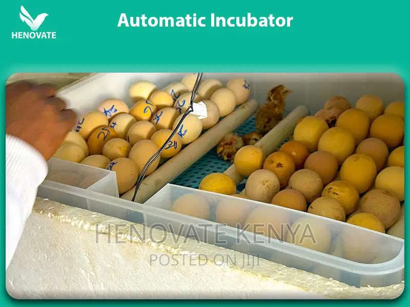 Best Quality Poultry Incubators(New and Affordable