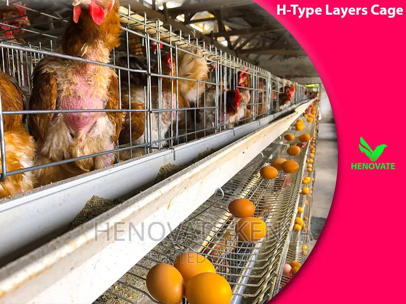 Substantial H Type Layer Chicken Cage in Kenya.