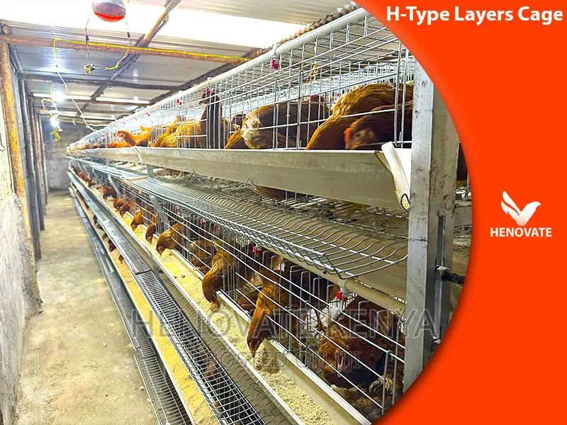 Full Automatic H Type Layer Chicken Cage in Kenya