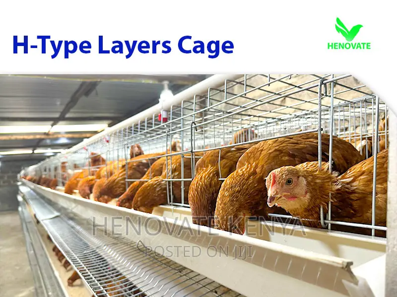 Layer Chicken Cage Saving Space in Kenya
