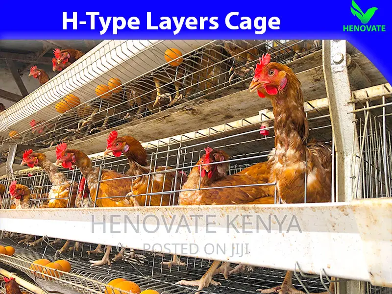 Hightop Poultry Farming(H-Type)Cage in Kiambu Ruiru